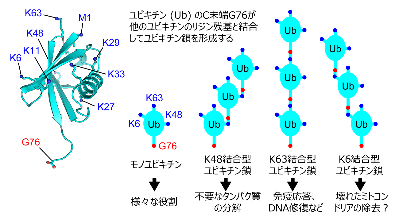 図1