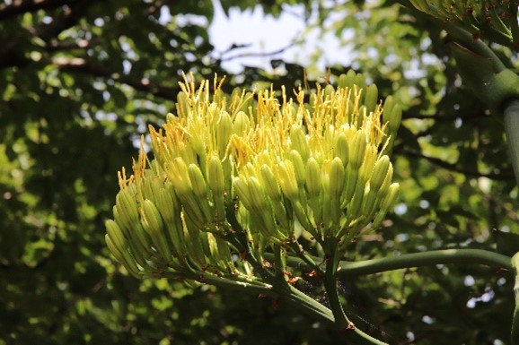 リュウゼツランの花